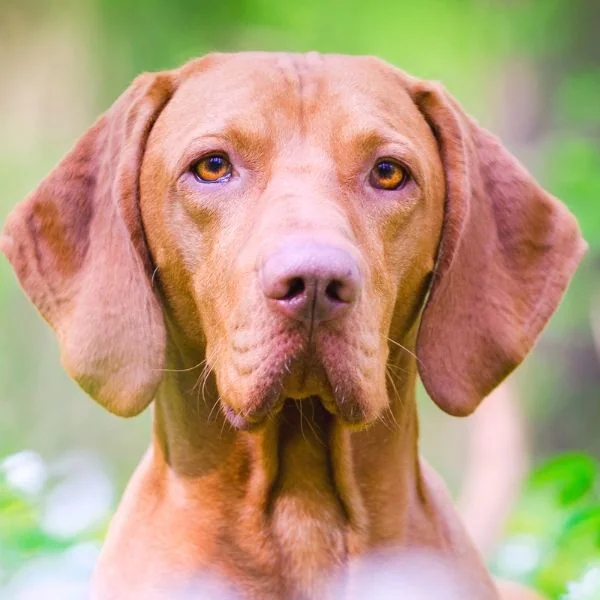 Amber eyes vizsla