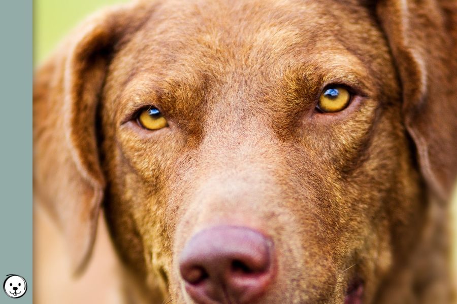 Black pitbull with gold hot sale eyes