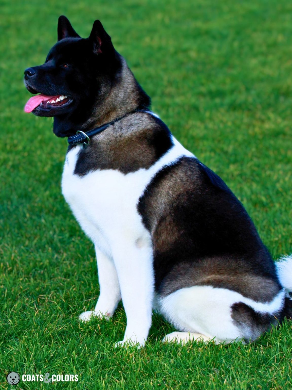 American Akita Coat Colors | Coats and Colors