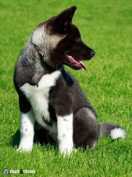 American Akita Coat Colors | Coats and Colors