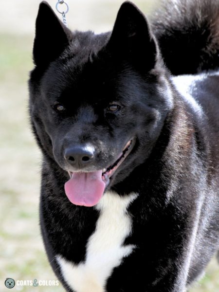 American Akita Coat Colors | Coats and Colors