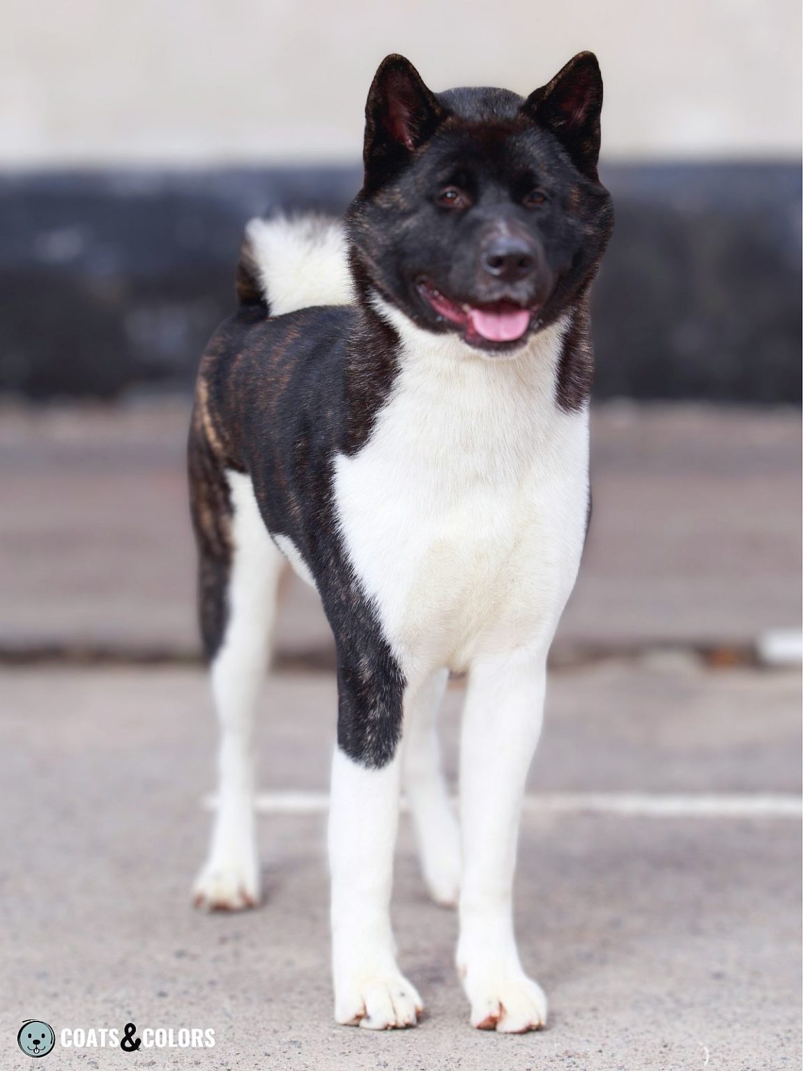 American Akita Coat Colors | Coats and Colors