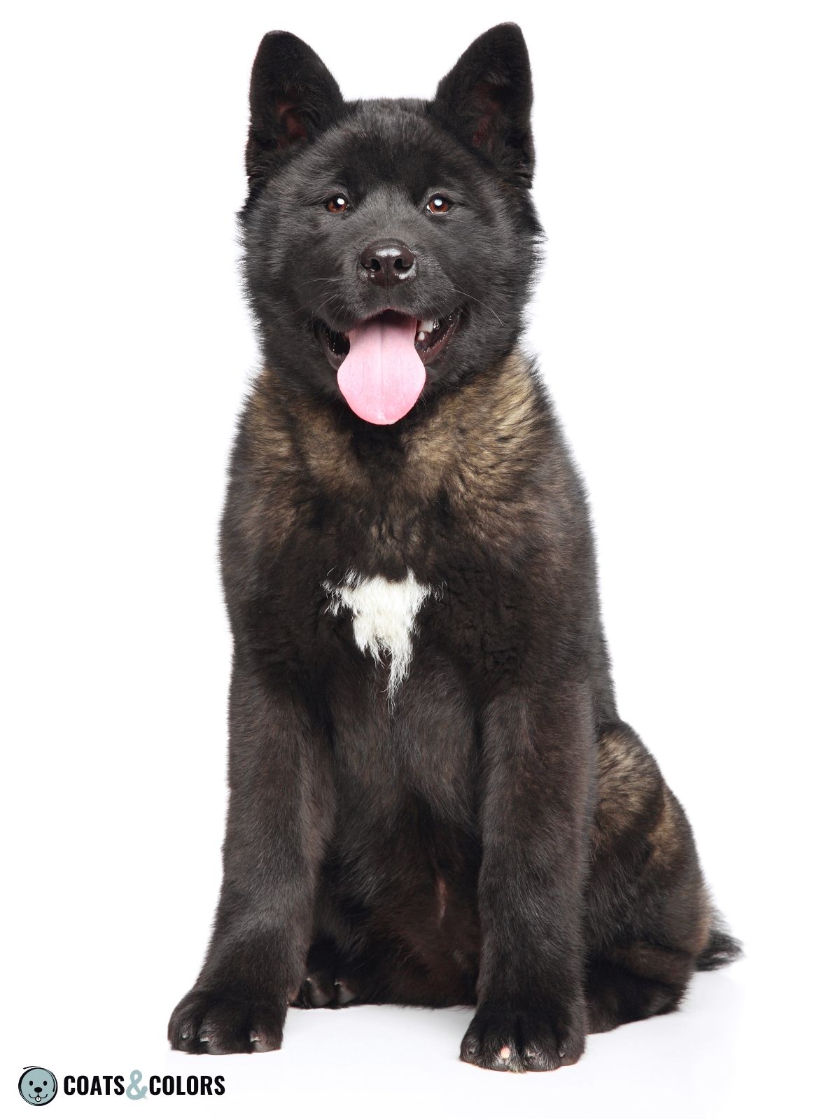 American Akita Coat Colors | Coats and Colors