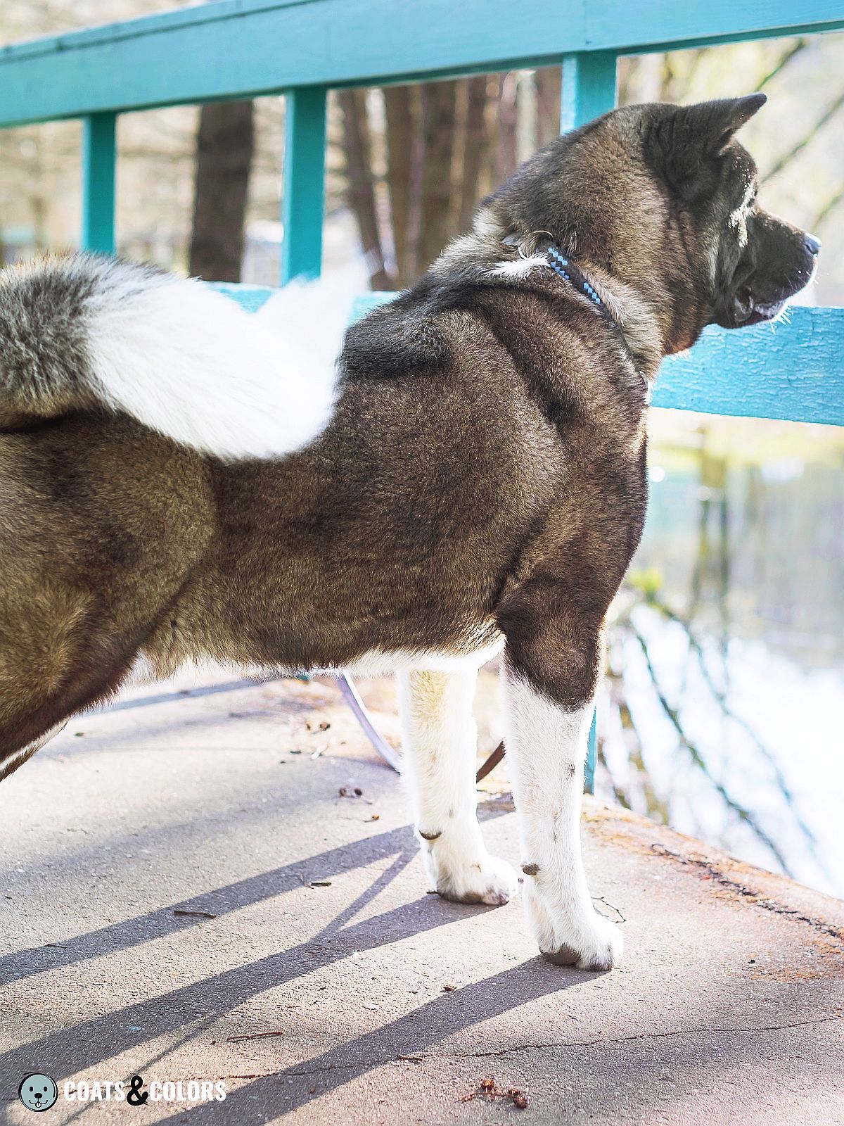 American Akita Coat Colors | Coats and Colors