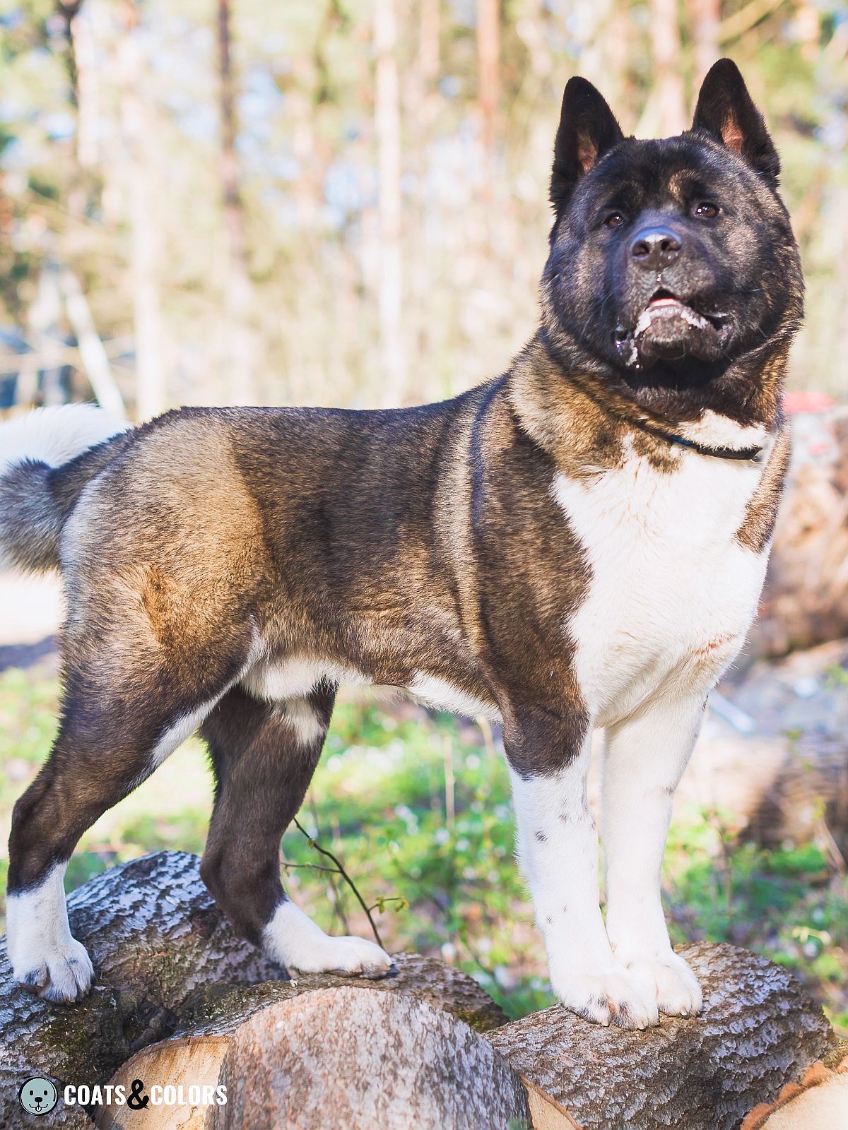 American Akita Coat Colors | Coats and Colors