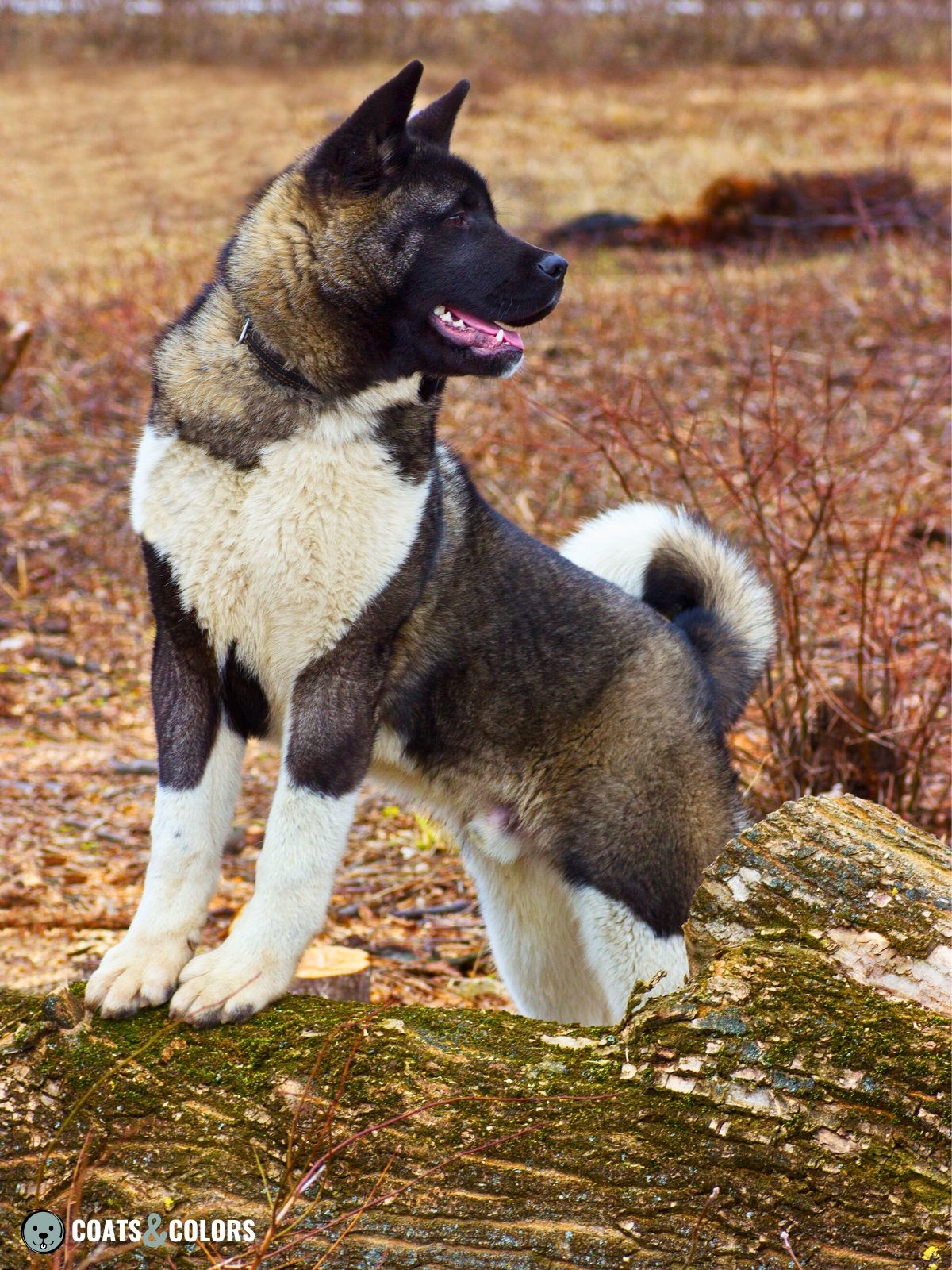 American Akita Coat Colors | Coats and Colors