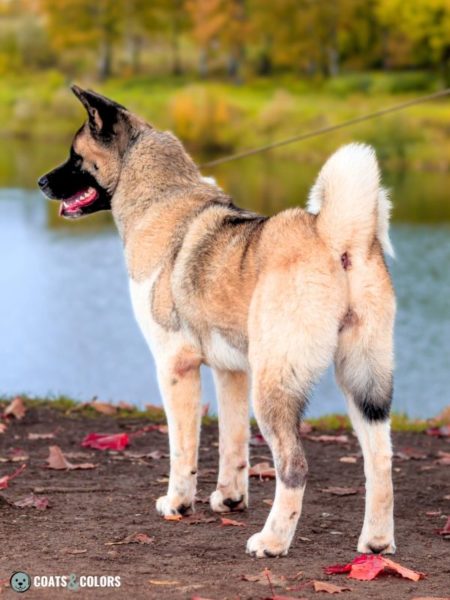 American Akita Coat Colors | Coats and Colors