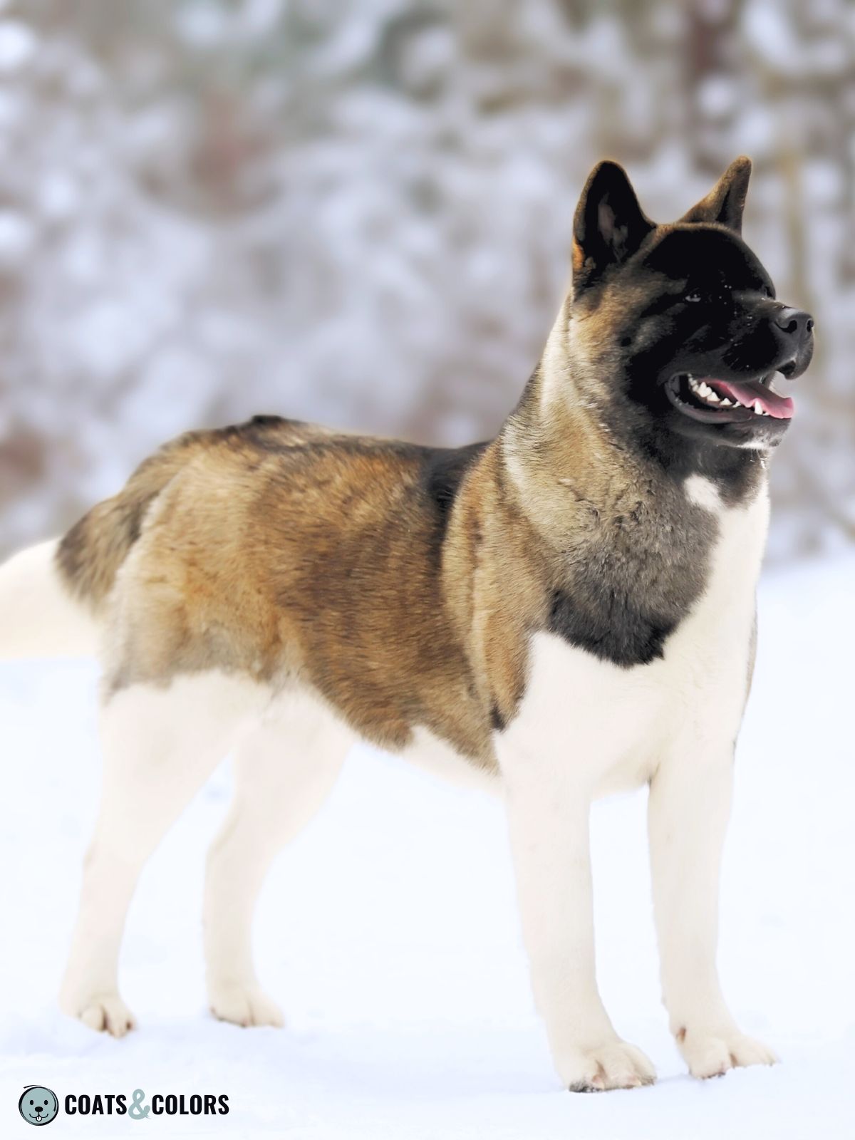 American Akita Coat Colors | Coats and Colors