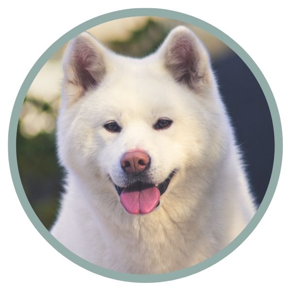 American Akita Coat Colors pale nose on white dog