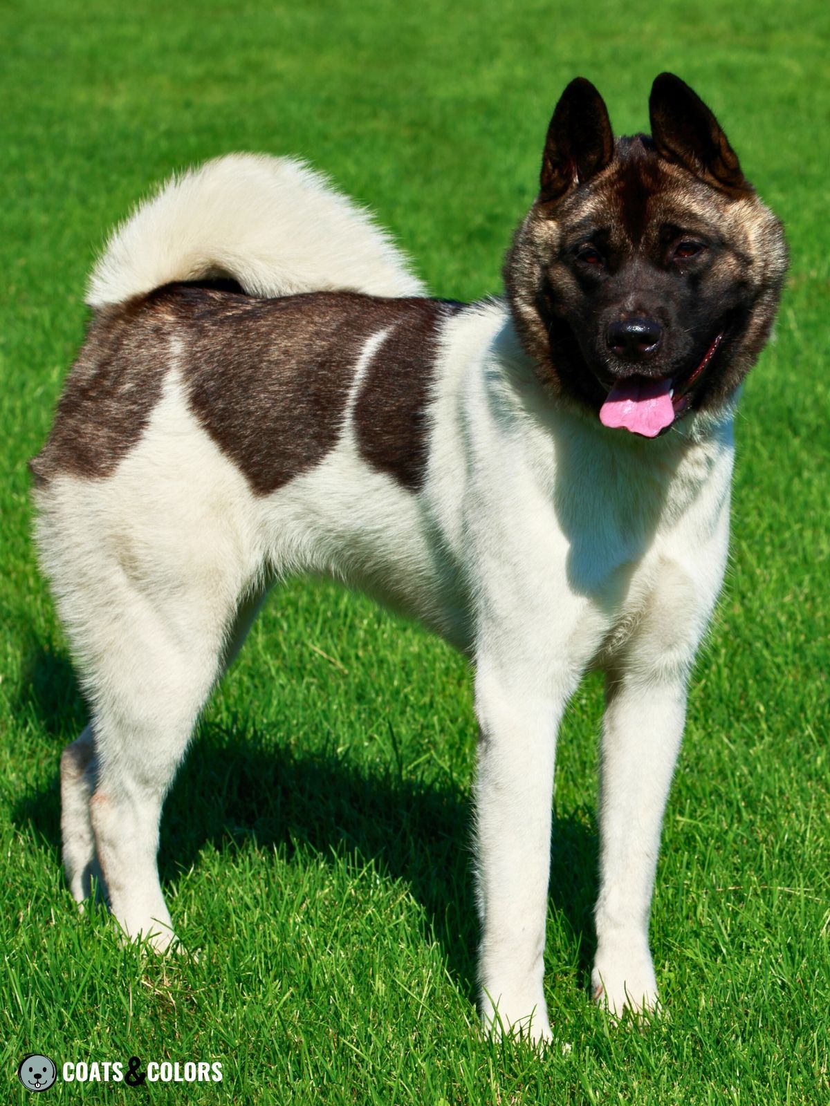 American Akita Coat Colors | Coats and Colors