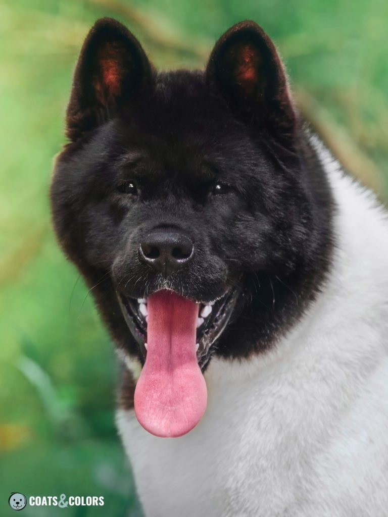 American Akita Coat Colors pinto with solid head pattern