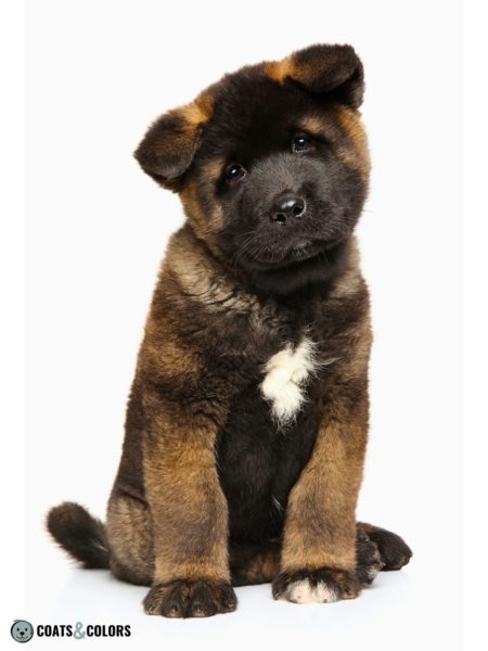 American Akita Coat Colors | Coats and Colors