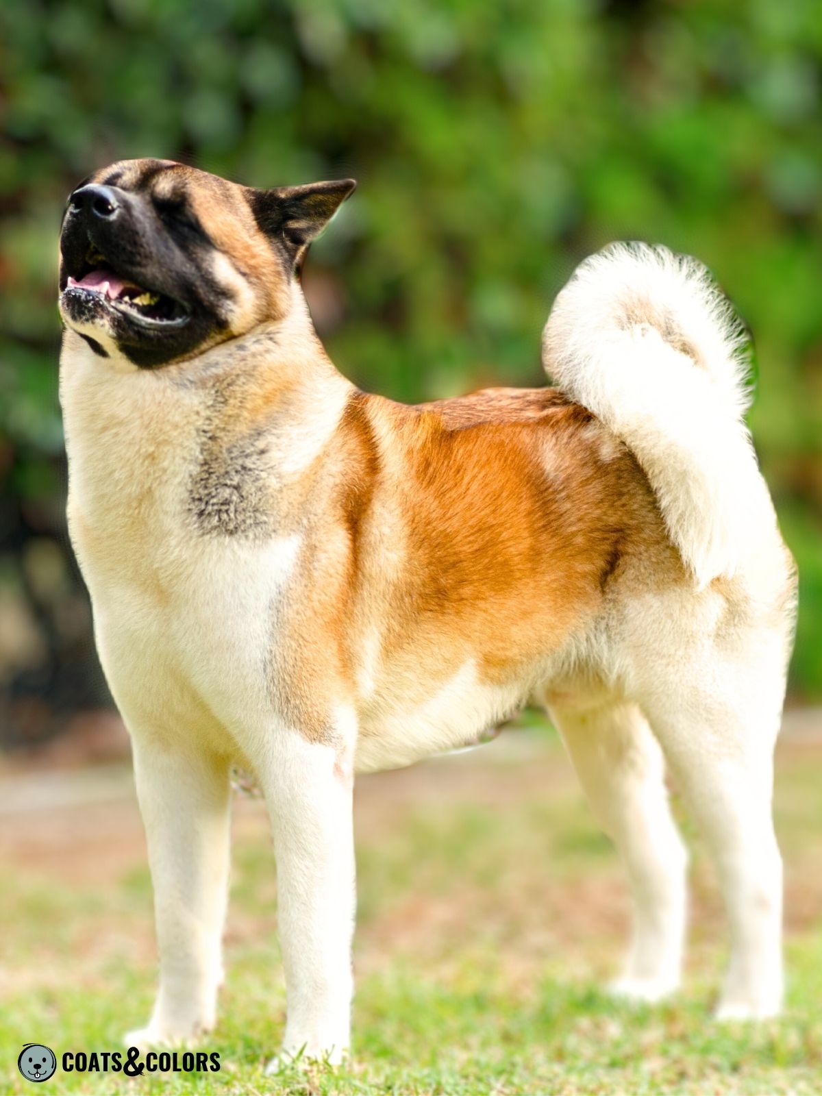 Black Faced Fawn Akita American Akita