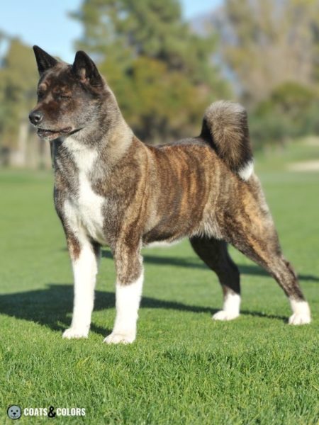 American Akita Coat Colors | Coats and Colors