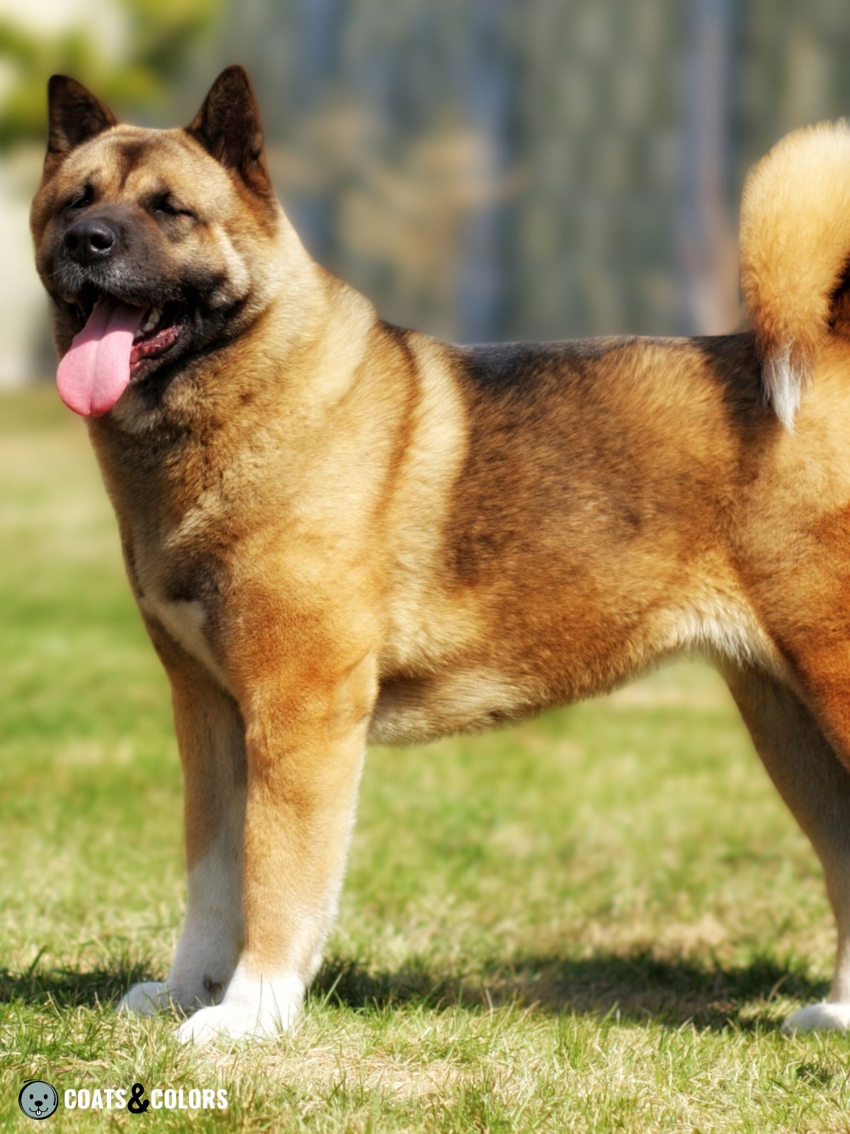 American Akita Coat Colors | Coats and Colors