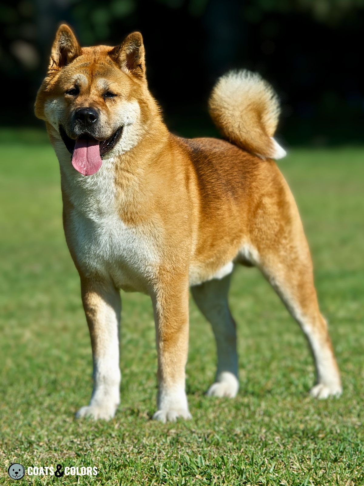 American Akita Coat Colors | Coats and Colors