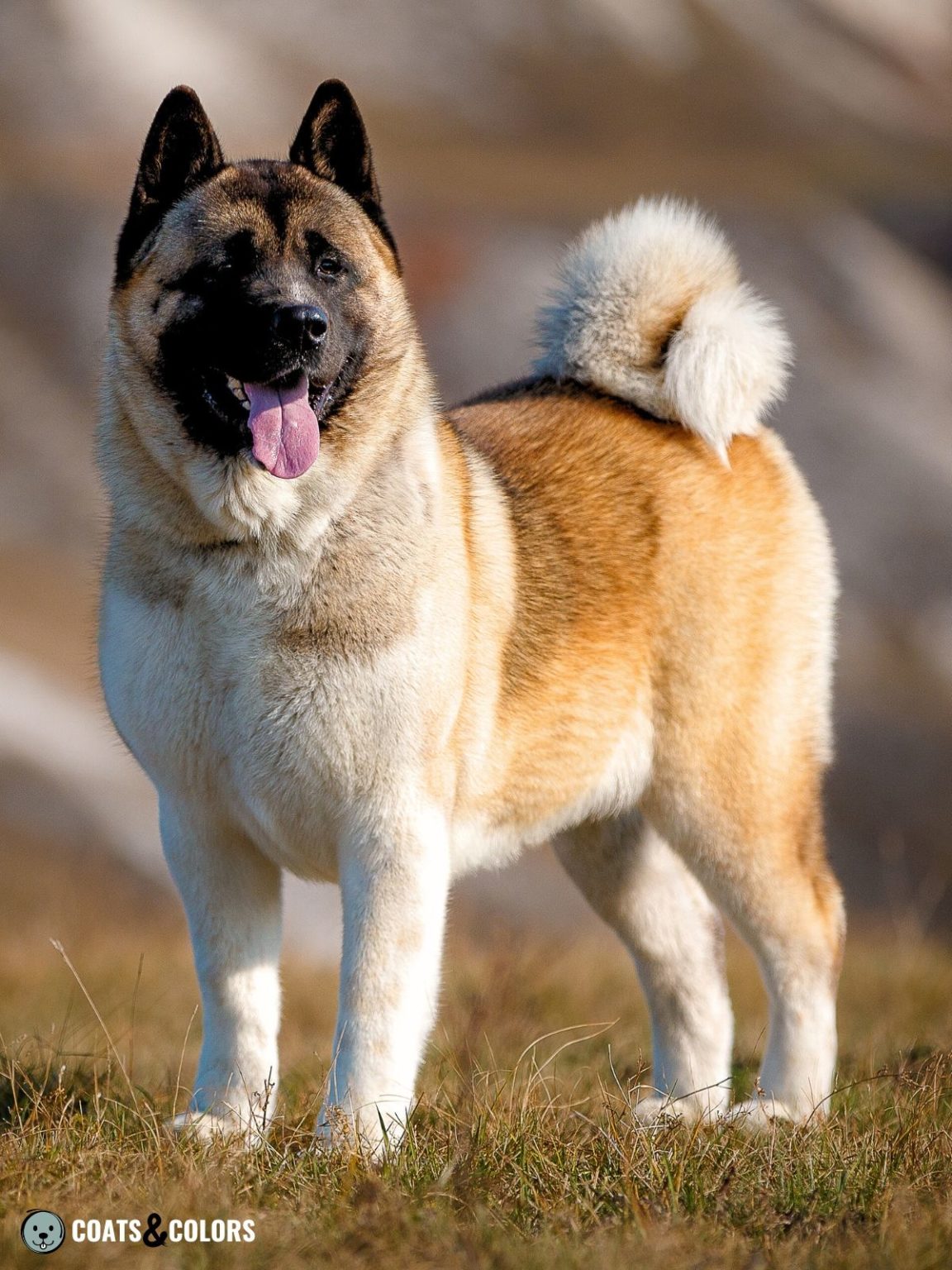 American Akita Coat Colors | Coats and Colors