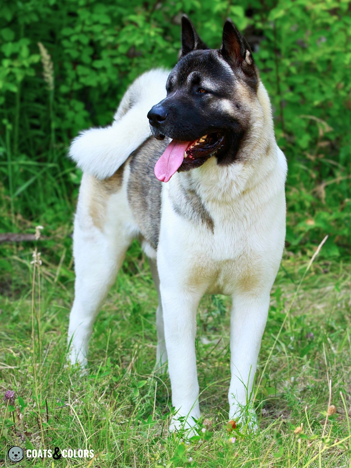 American Akita Coat Colors | Coats and Colors