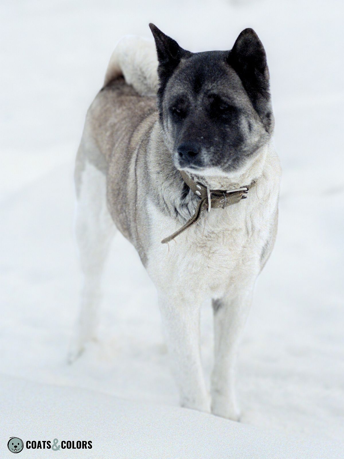 American Akita Coat Colors | Coats and Colors