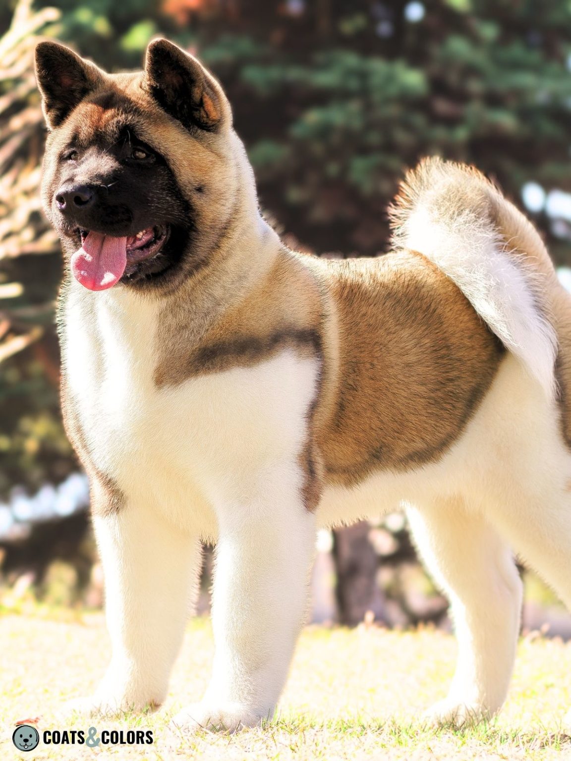 American Akita Coat Colors | Coats and Colors