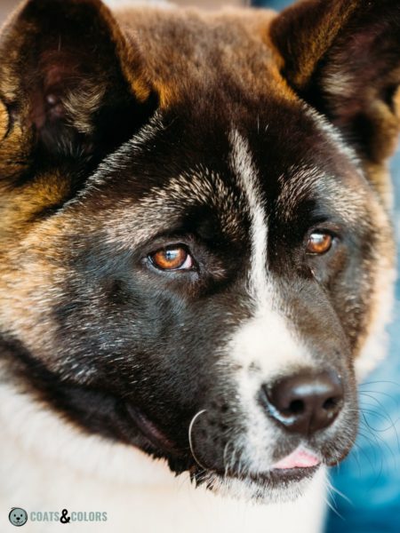 American Akita Coat Colors | Coats and Colors