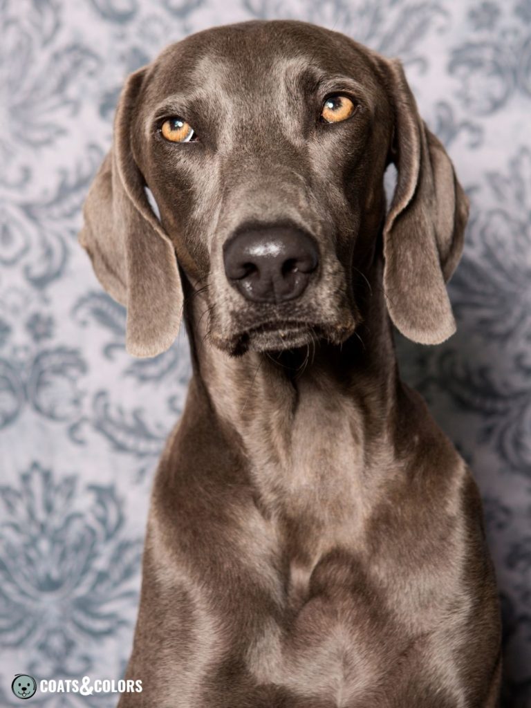 Blue Eyed Weimaraner