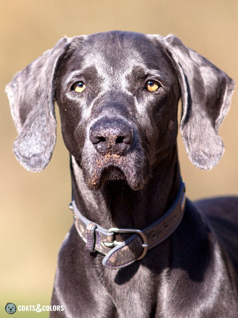 Blue Eyed Weimaraner