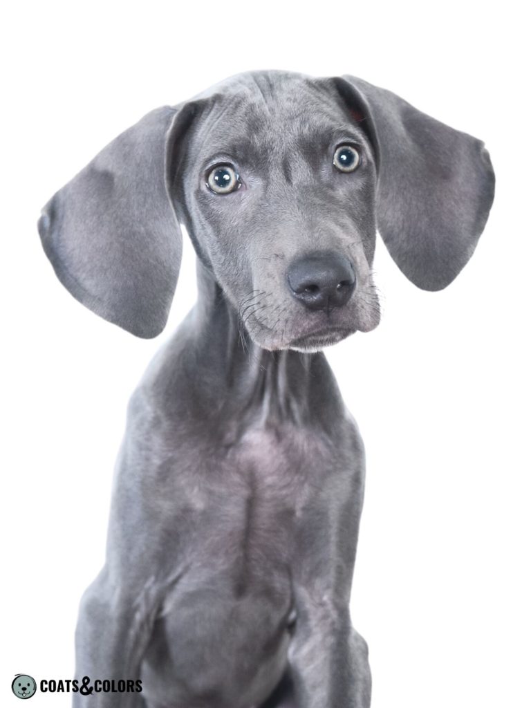 Blue Weimaraner puppy
