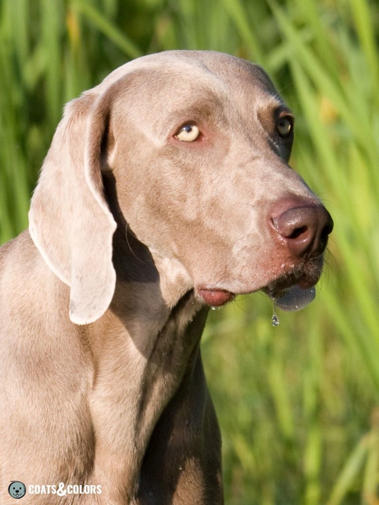 Blue Vs Silver Weimaraner