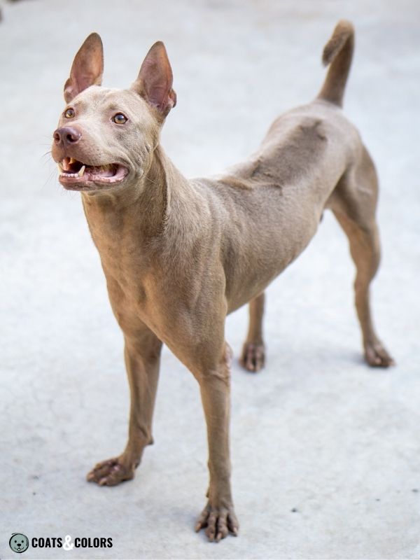 Dog Ridgeback Genetics Phu Quoc Ridgeback