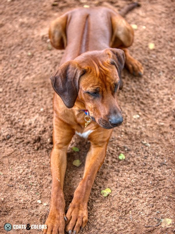 Dog Ridgeback Genetics Rhodesian Rideback 1