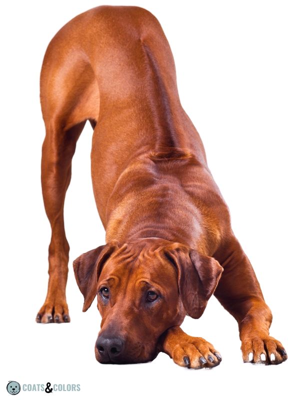 Dog Ridgeback Genetics Rhodesian Rideback 2