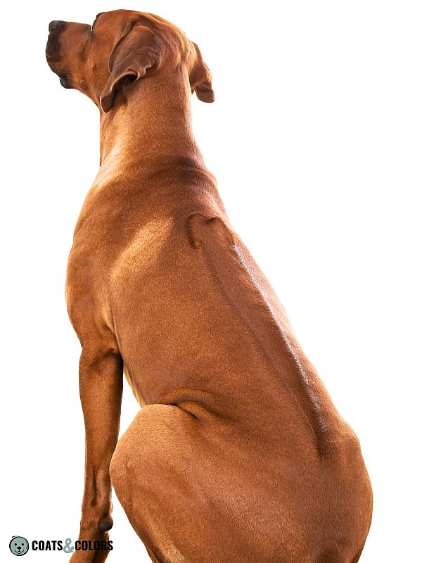 Rhodesian store ridgeback ridge