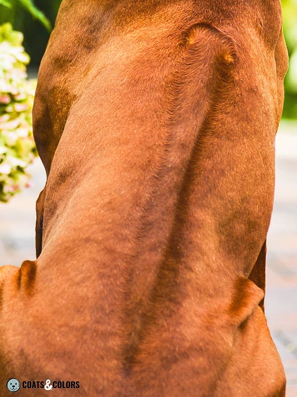 Dog Ridgeback Genetics crowns