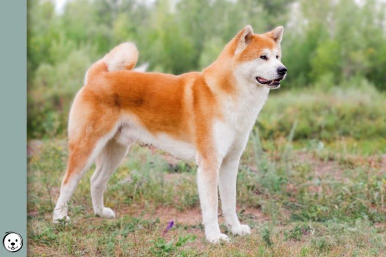 Japanese Akita Inu Coat Colors | Coats and Colors