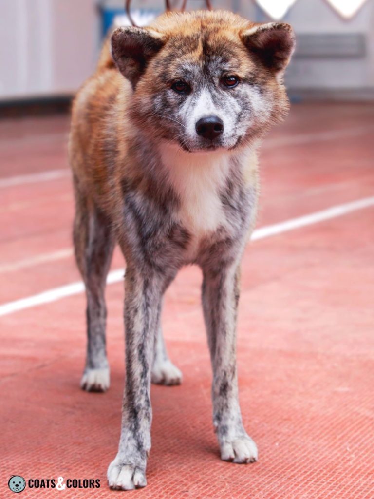 Brindle akita best sale