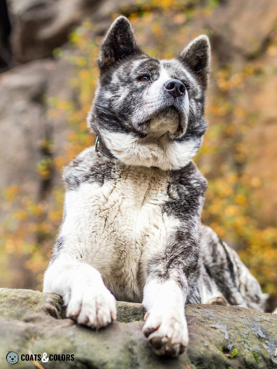 Japanese Akita Inu Coat Colors | Coats and Colors