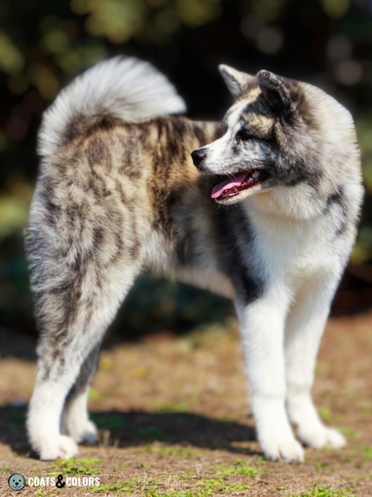 Japanese Akita Inu Coat Colors Brindle standing sideways