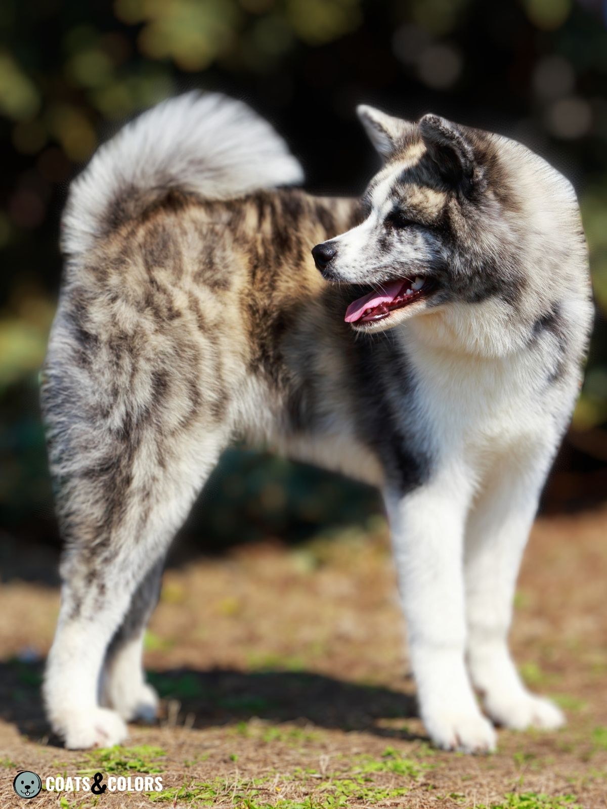 Japanese Akita Inu Coat Colors | Coats and Colors