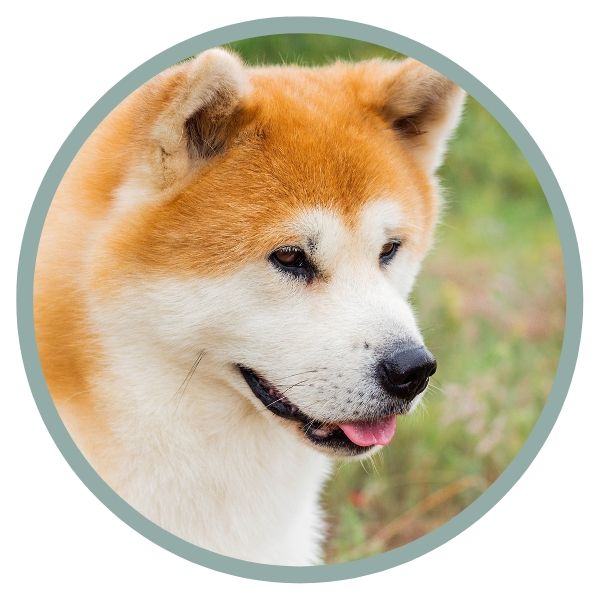 Japanese Akita Inu Coat Colors black nose