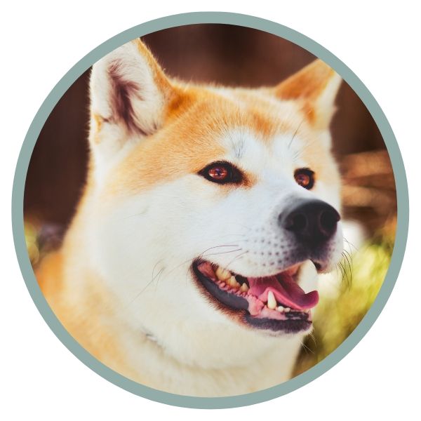 Japanese Akita Inu Coat Colors eyes