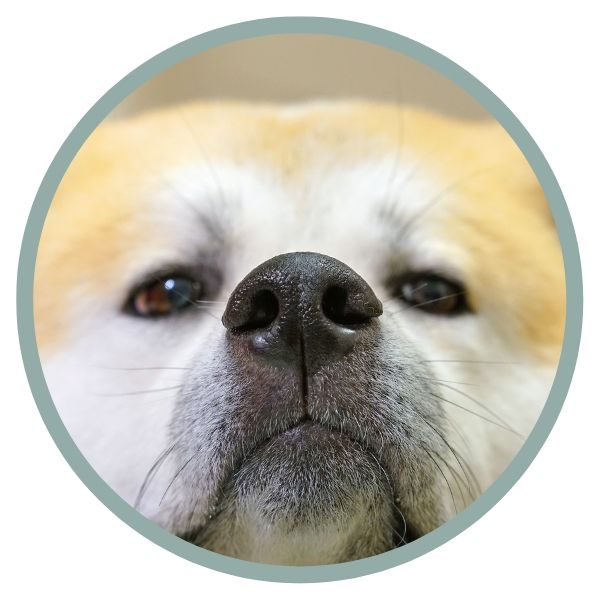 Japanese Akita Inu Coat Colors nose