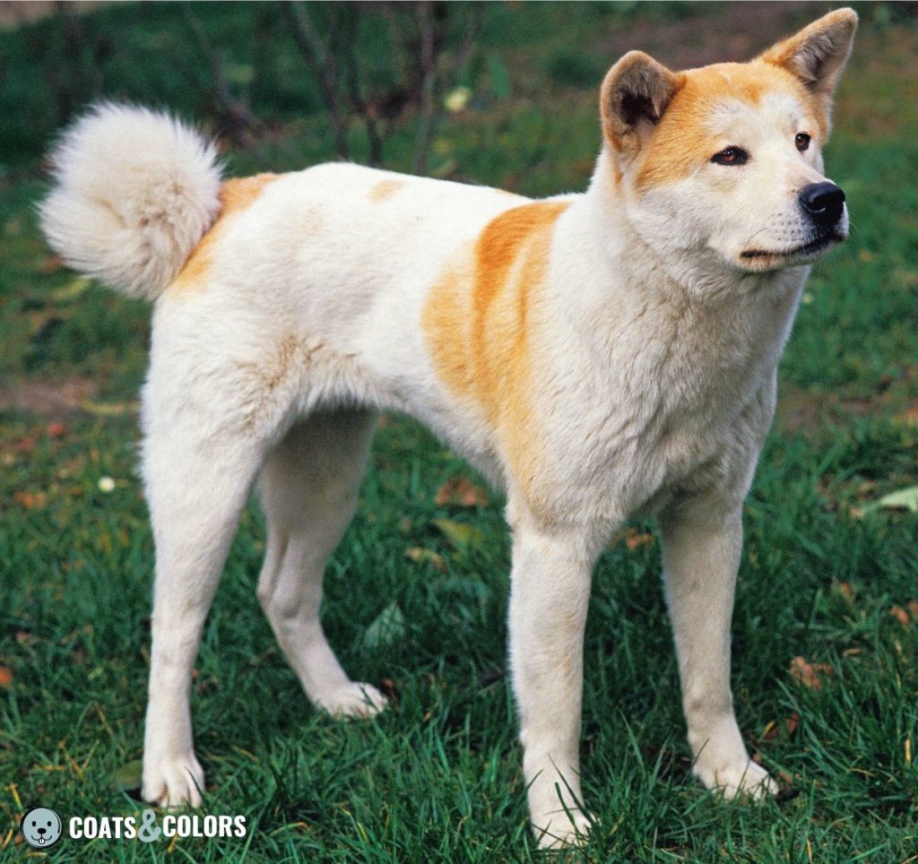 Silver store akita inu