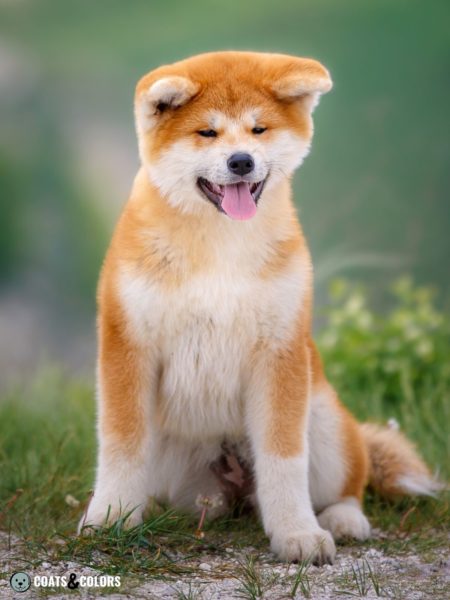 Japanese Akita Inu Coat Colors | Coats and Colors