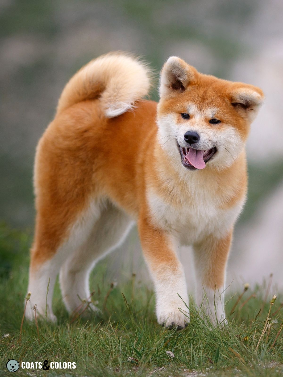 Japanese Akita Inu Coat Colors | Coats and Colors