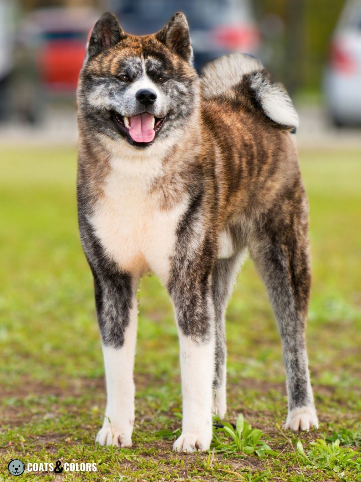 Japanese Akita Inu Coat Colors | Coats and Colors