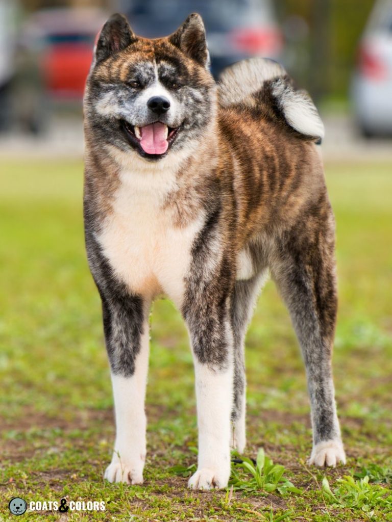 Show me a picture of a hot sale japanese akita