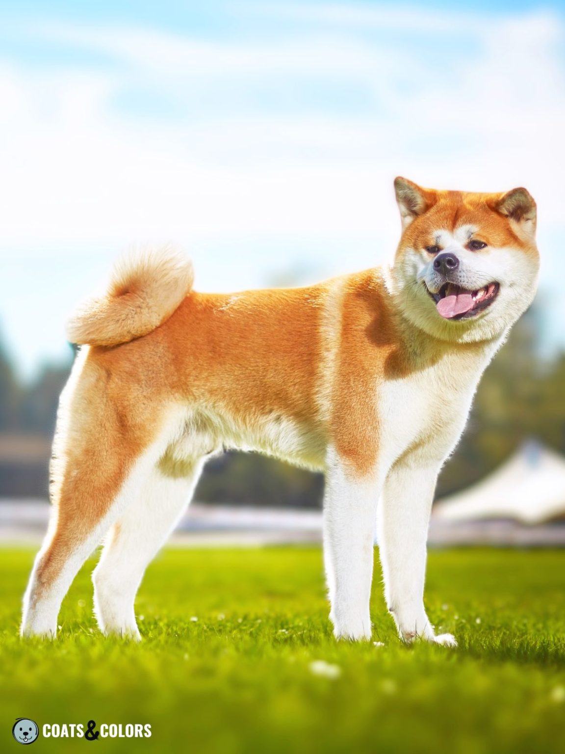 Japanese Akita Inu Coat Colors | Coats and Colors