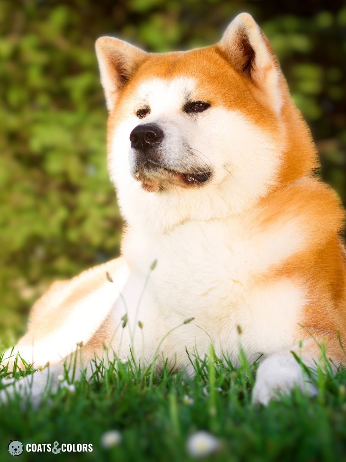 Japanese Akita Inu Coat Colors | Coats and Colors