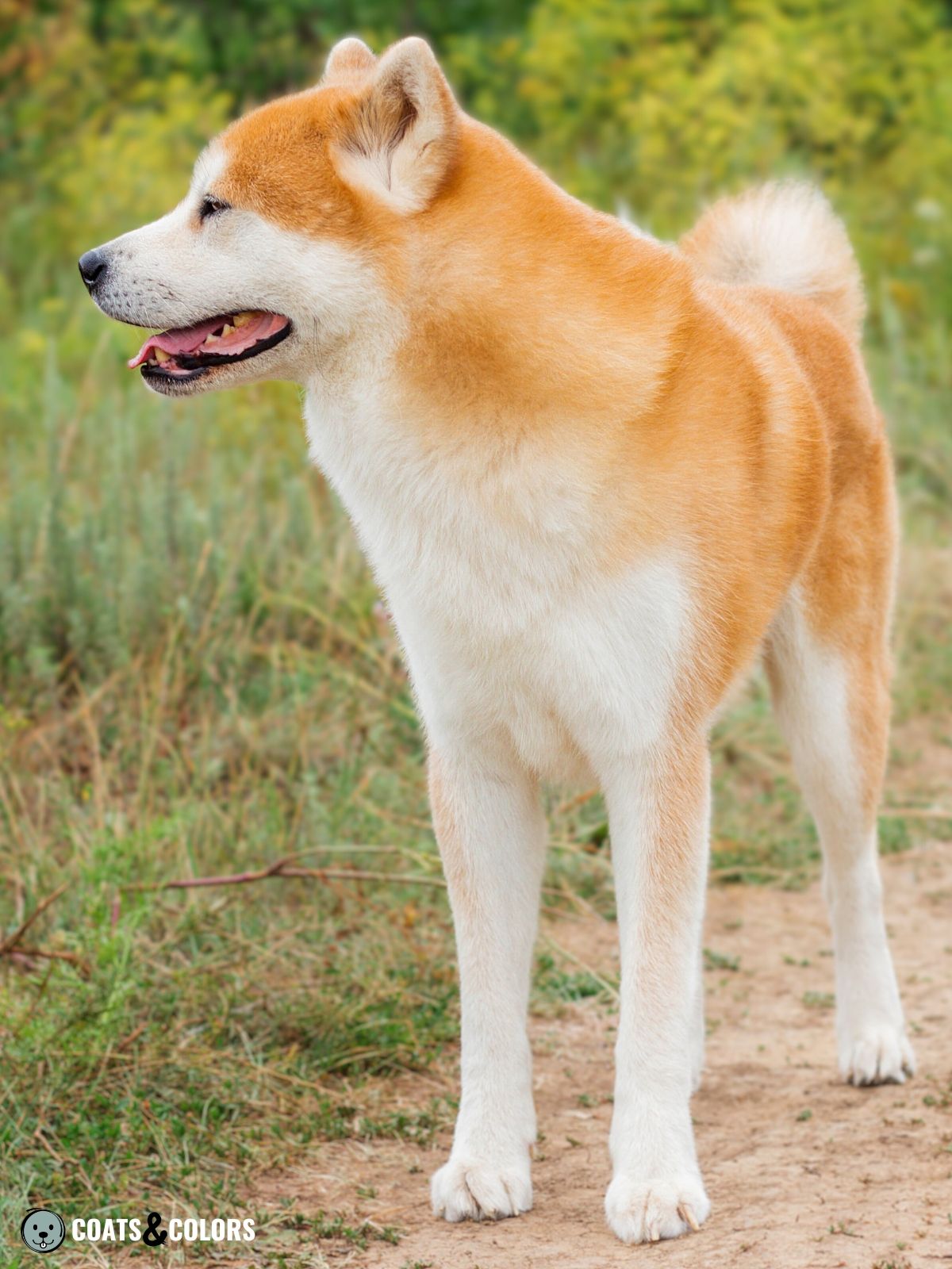 Japanese Akita Inu Coat Colors | Coats and Colors